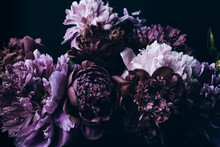 Beautiful Violet Peonies Bouquet On Black. Floral Background. Natural Flowers Pattern