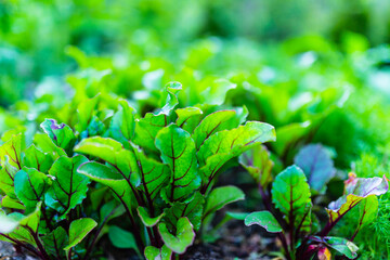 Wall Mural - Young beet leaves in the vegetable garden.