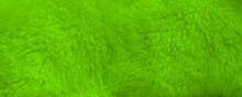Green Fur Background Close Up View. Banner