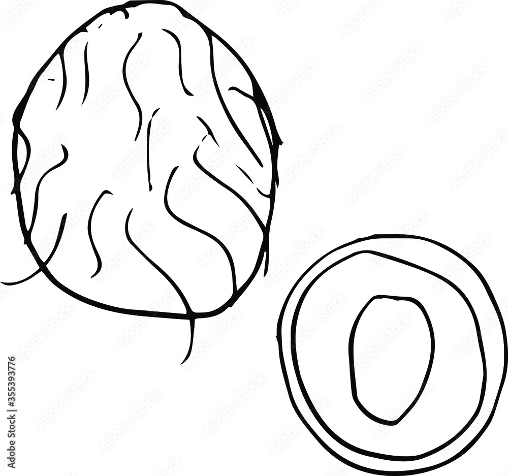 Vector single  coconut . Exotic fruit whole and in the section.  A sketch of a tropical fruit is isolated on a white background. Doodle style drawing.  Illustrations for books, design, coloring pages  - obrazy, fototapety, plakaty 