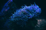 Anemone sea creature macro night shot