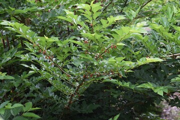 Canvas Print - Mulberry / Mulberry tree is a Moraceae deciduous tree that ripens black in early summer and is used for eating fresh, making fruit wine and jams.