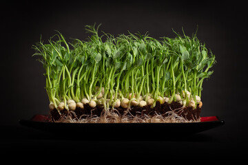 Peas, micro greens, citi - farms, vertical farms on a black background