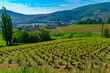 Vineyards and countryside in Beaujolais, with the village Quincie-en-Beaujolais