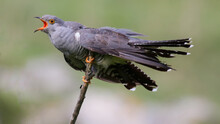 The Bird Is Common Cuckoo Cuculus Canorus, Sitting On A Tree Branch