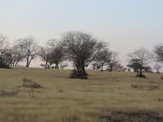 ranthambore