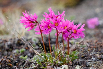 wildflowers primula cuneifolia (wedgeleaf primrose). small flowers close up. beautiful wild plants. 