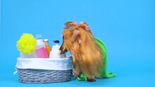 Funny Dachshund Dog In Red Wig With Multi Colored Hair Clips, Wrapped In Bath Towel Is About To Take Shower. Basket With Washcloth, Comb, Soap, Gel And Shampoo Bottles Is Nearby On Blue Background.