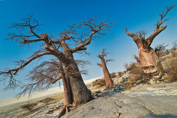 Wall Mural - Baobab, Adansonia digitata, Kubu Island, White Sea of Salt, Lekhubu, Makgadikgadi Pans National Park, Botswana, Africa