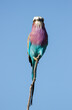 Lilac-breasted roller in the Kruger Park perched on flimsy branch