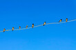 Flock of swallows sitting on a wire