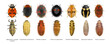 Ladybugs (ladybirds) Hyperaspis trifurcata, Chilocorus bipustulatus, Rodolia cardinalis, Psyllobora bisoctonotata, Novius cruentatus, Hippodamia variegata variegate, Cryptolaemus montrouzieri 