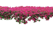 Pink Bougainvillea Flower On White Background.