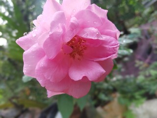 pink rose flower