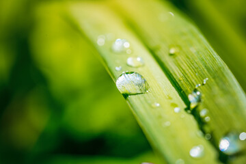 grass with water drops close up