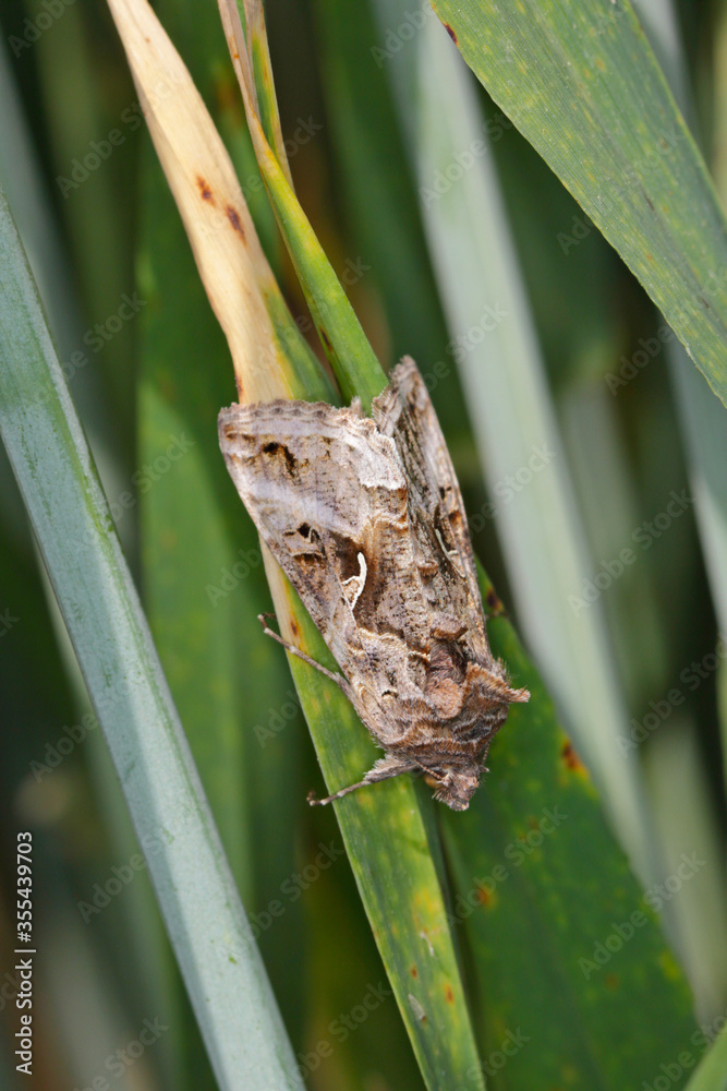 The Silver Y (Autographa gamma) is a migratory moth of the family ...