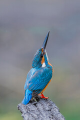 Fototapete - Common Kingfisher (Alcedo atthis)