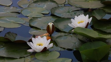 Sticker - natural beauty in water, water lily flower
