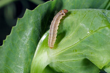 Caterpillar Of Cydia Nigricana The Pea Moth, Is A Moth Of The Family Tortricidae. It Common Pest Of Pea Crops.