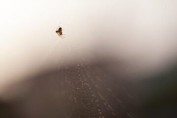 spider web spiderweb in a wood