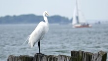 Great Egret Standing On Wood In Ocean Water In Hot Sunny Day With Boat Passing In Background