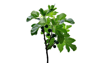 closeup of figs on the branch of a fig tree isolated on white background.
