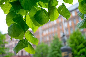 Wall Mural - green tree branches on the background of the city