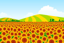 Illustration Of A Sunflower Field With Background Fields On A Background. Vector Illustration