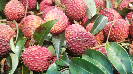 Litchi fruit