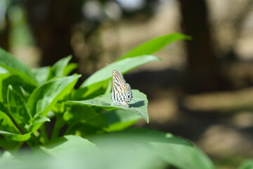 Wall Mural - Soft focus. Butterfly on flowers , beautiful butterfly & flower in the garden small mix color insect animal green grass