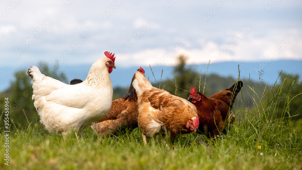 Freilaufende glückliche Hühner und Hähne, Freilandhaltung auf dem Bio Bauernhof - verschiedene Gefiederfarben
 - obrazy, fototapety, plakaty 