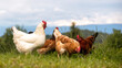 Freilaufende glückliche Hühner und Hähne, Freilandhaltung auf dem Bio Bauernhof - verschiedene Gefiederfarben
