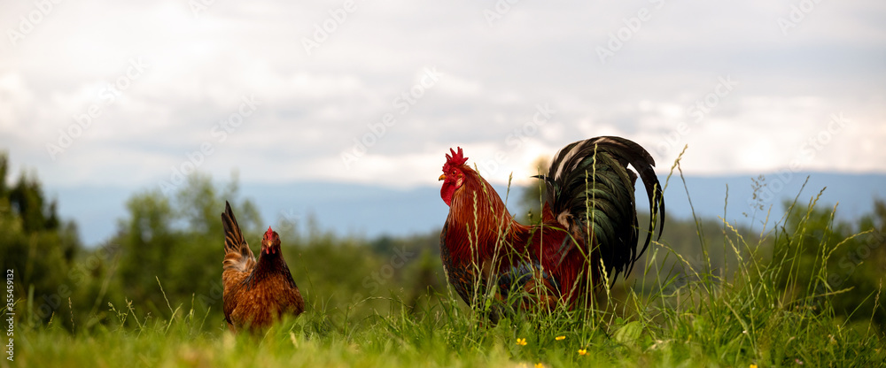 Freilaufende glückliche Hühner und Hähne, Freilandhaltung auf dem Bio Bauernhof
 - obrazy, fototapety, plakaty 