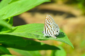 Soft focus. Butterfly on flowers , beautiful butterfly & flower in the garden small mix color insect animal green grass