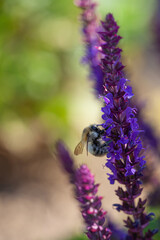 Wall Mural - close-up of a honeybee harvesting on blue and purple sage blossoms with blurry background