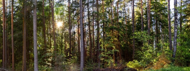  Panorama of a German pine forest and alder trees