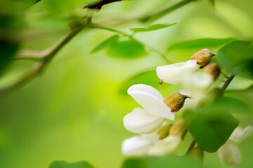 Wall Mural - Natural unfocused background with fresh white acacia blooming branches growing in a garden or park.