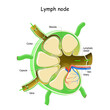 © designua - Lymph Node Anatomy