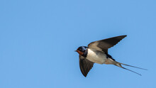 Portrait Of One Single Barn Swallow (hirundo Rustica) In Flight In Front Of Blue Background Taken In Germany Mecklenburg Vorpommern