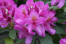 Flowers Of Pink Japanese Azalia Kermesina Rous (rhododendron Simsii) In Spring Garden. Purple Azalia Blossom. Bloom Of Rhododendron Simsii. Spring Plants, Nature. Postcard With Flowers: Azalia. Photo