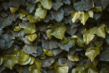 Dark Green Hedera Helix Ivy. Floral Background Or Texture. Green Plant Hedge. Close Up Shot.