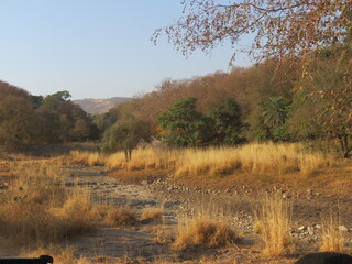 Wall Mural - Ranthambore