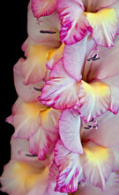 Gladiolus Flower, Macro Closeup.  The Soft Petals Are White With Pink Edges And Yellow Towards The Center Of The Blooms.