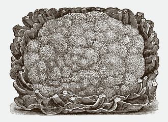 Wall Mural - Large head of a cauliflower variety, after a historical engraving from the early 20th century
