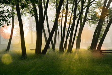 Wall Mural - abstract natural background, trees in the early morning with beautiful fantastic bokeh