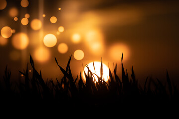 Wall Mural - abstract floral blurred background. plants at sunset on bokeh background