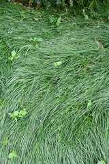 Wall Mural - Grass