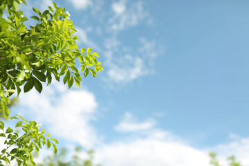 Wall Mural - Orange jasmine light green leaves tree with bright soft blue sky background