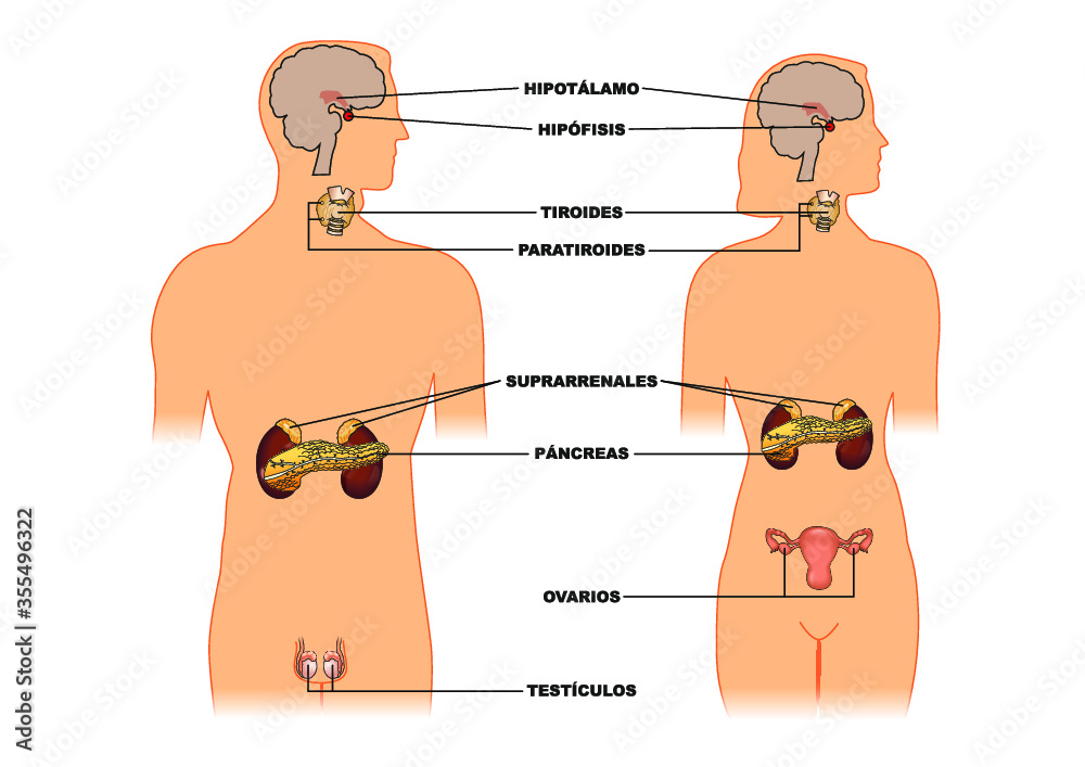 Que Glandulas Tiene El Cuerpo Humano