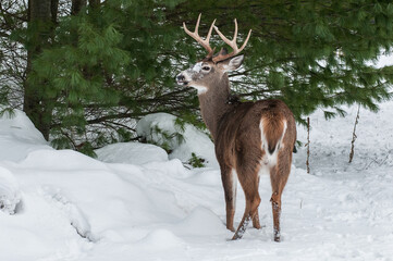 Wall Mural - Large buck whitetailed deer stood in snow